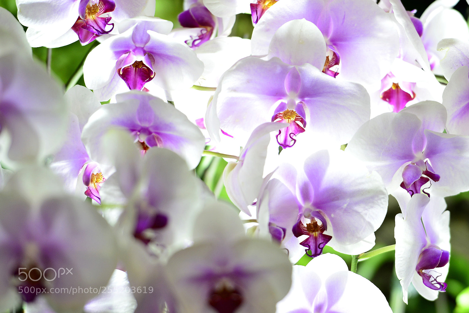 Nikon D800 sample photo. Untitled photography
