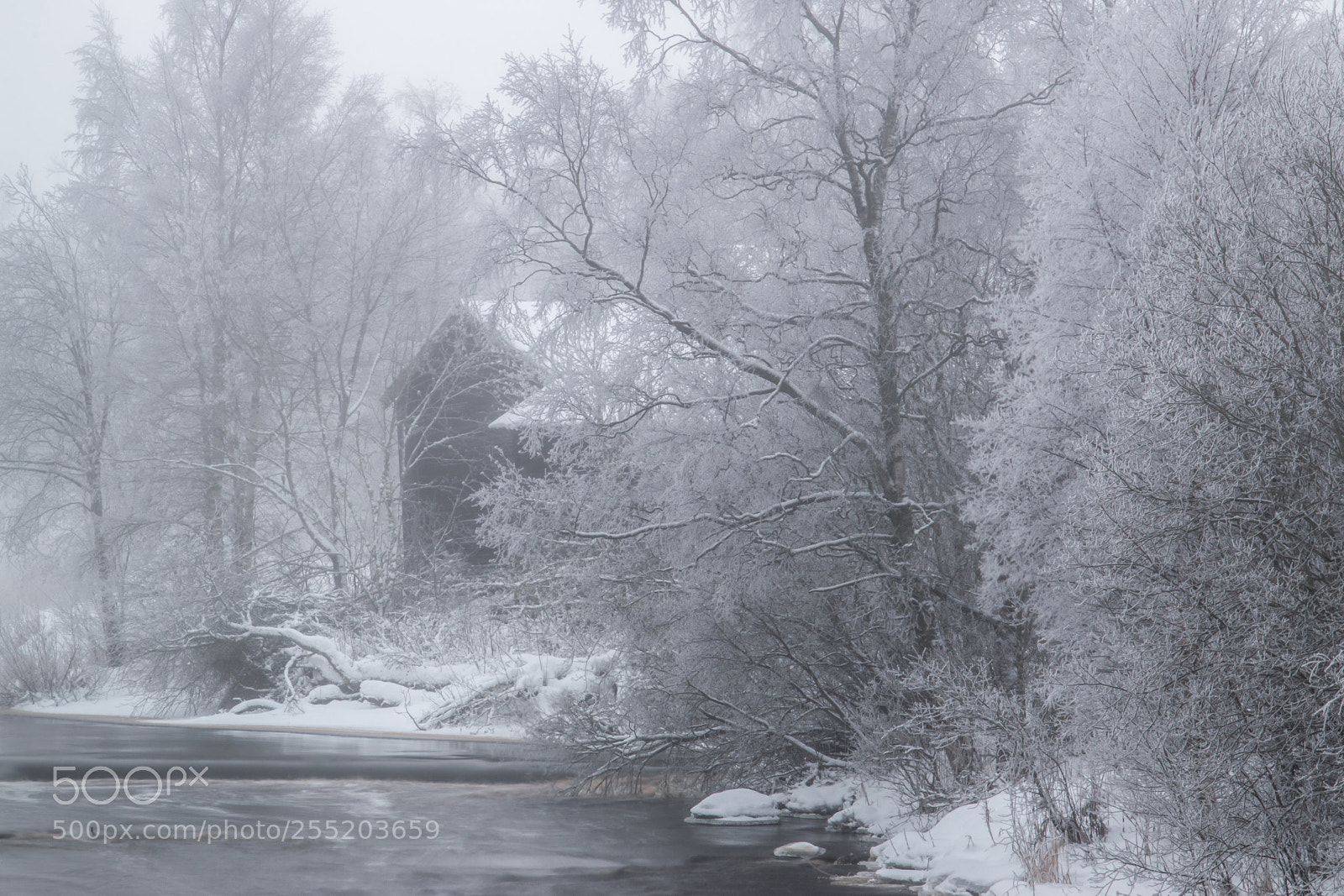 Nikon D5500 sample photo. Morning mist photography
