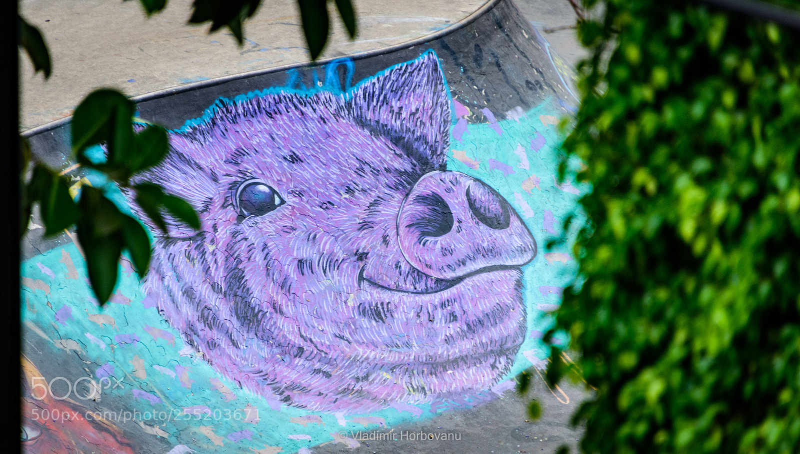 Nikon D810 sample photo. Purple oink! photography
