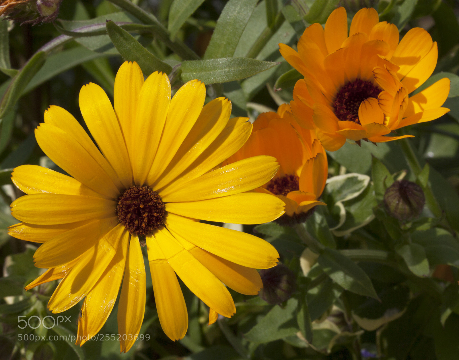 Canon EOS 5D Mark II sample photo. Broken and blooming photography