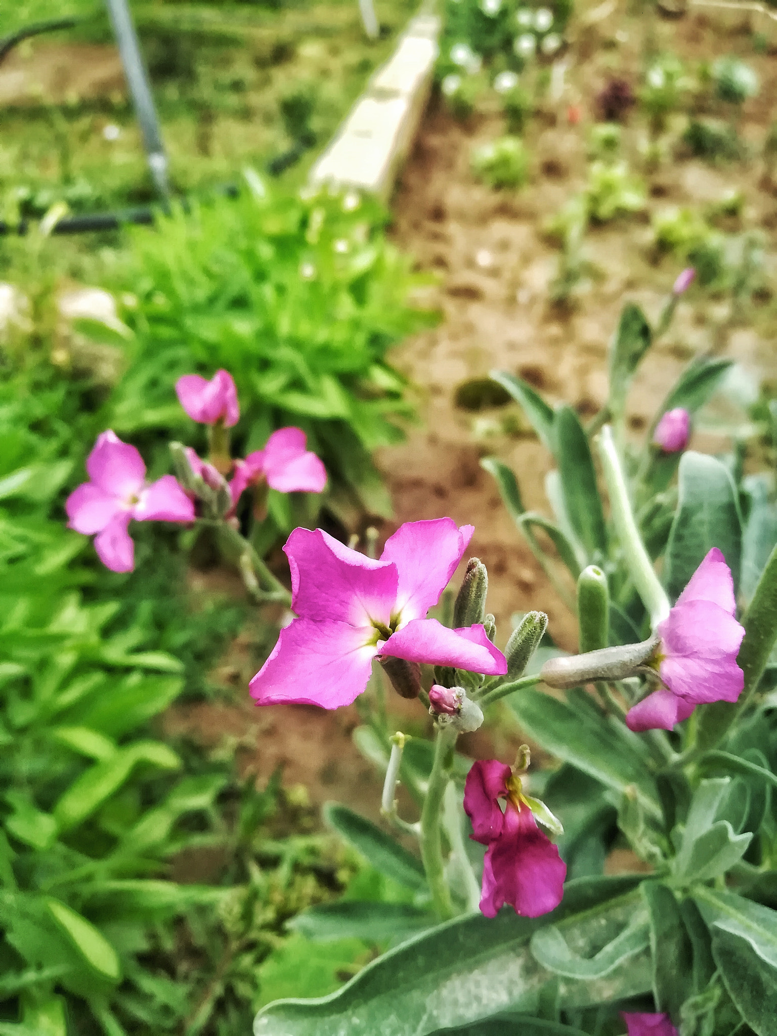 HUAWEI GR5 2017 sample photo