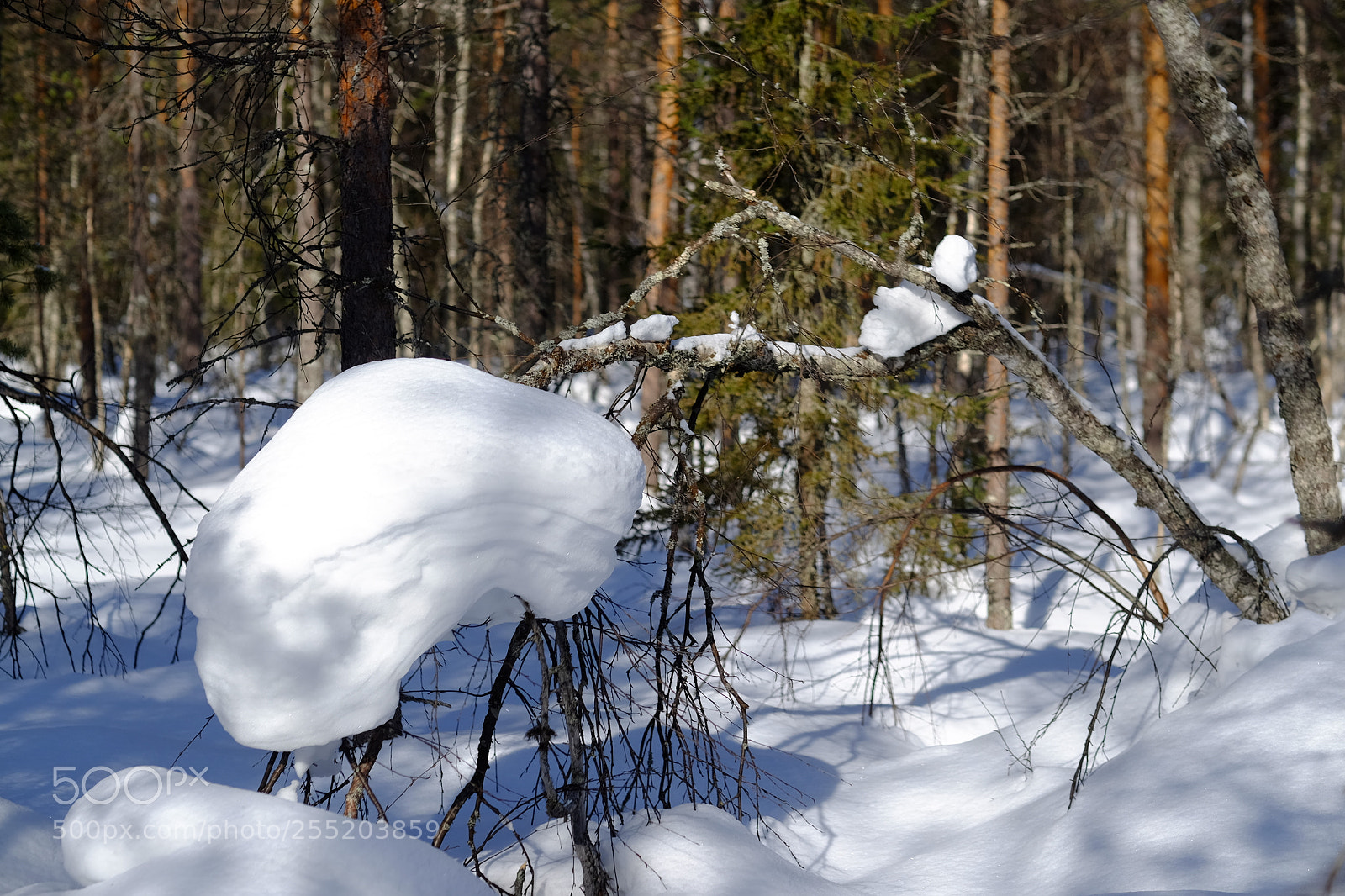 Fujifilm X-T1 sample photo. Le poids de l'hiver photography