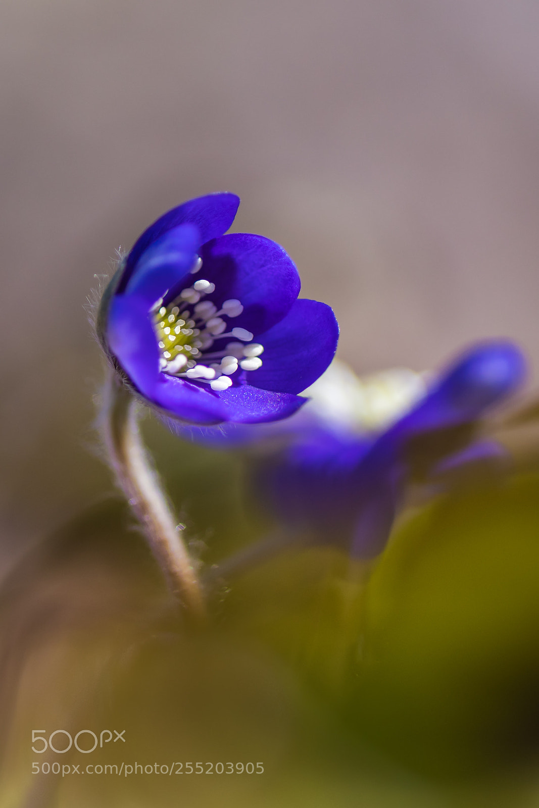 Nikon D7500 sample photo. Hepatica nobilis, (blåsippa) photography