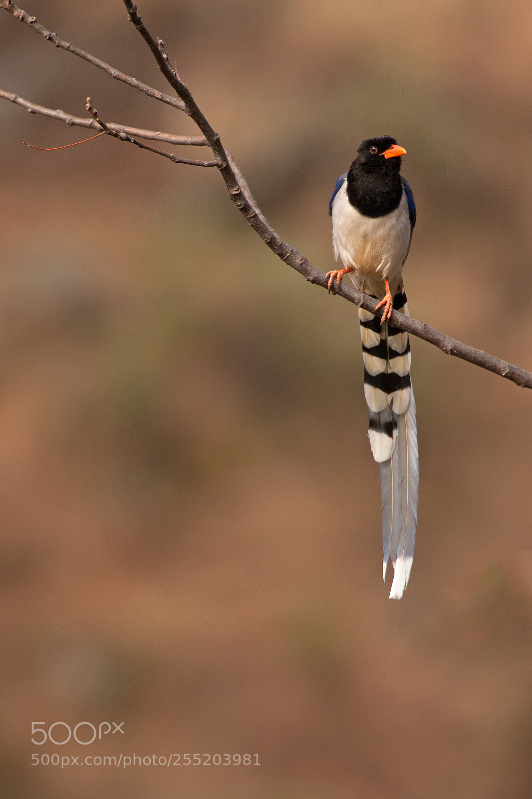 Canon EOS 40D sample photo. Magpie waiting photography