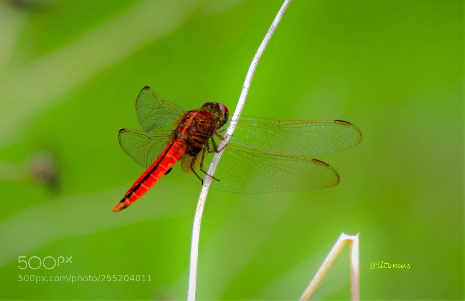 Nikon D5300 sample photo. Red dragonfly photography