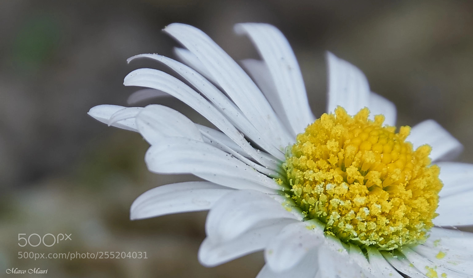 Sony a6000 sample photo. Margherita photography