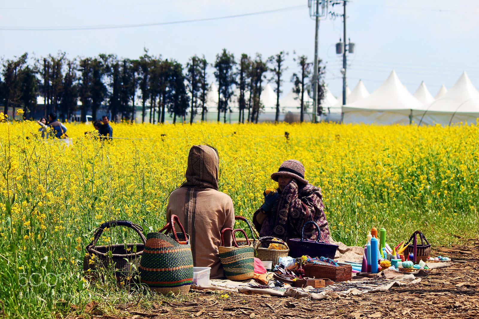 Canon EOS 100D (EOS Rebel SL1 / EOS Kiss X7) sample photo. Tea in the field photography