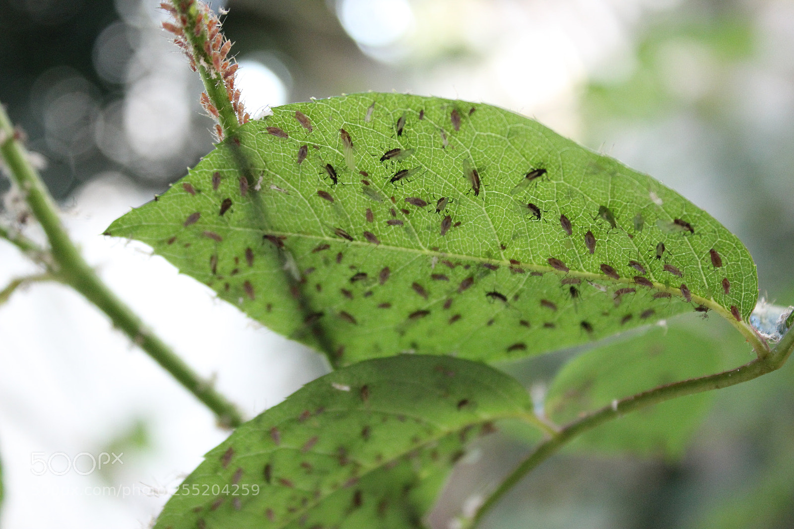 Canon EF-S 18-55mm F3.5-5.6 III sample photo. Tiny photography