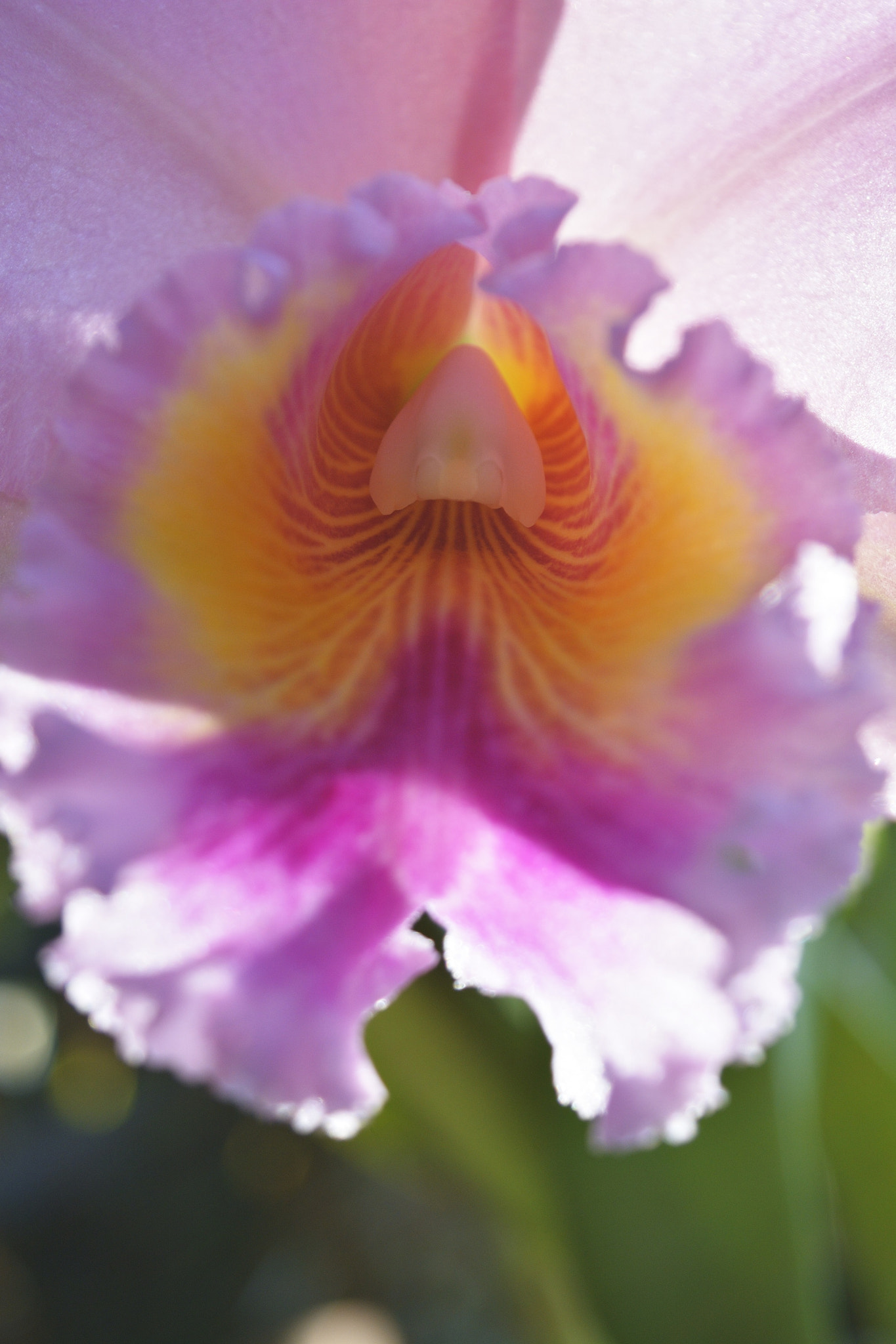 Nikon D7100 sample photo. Pink & bright photography