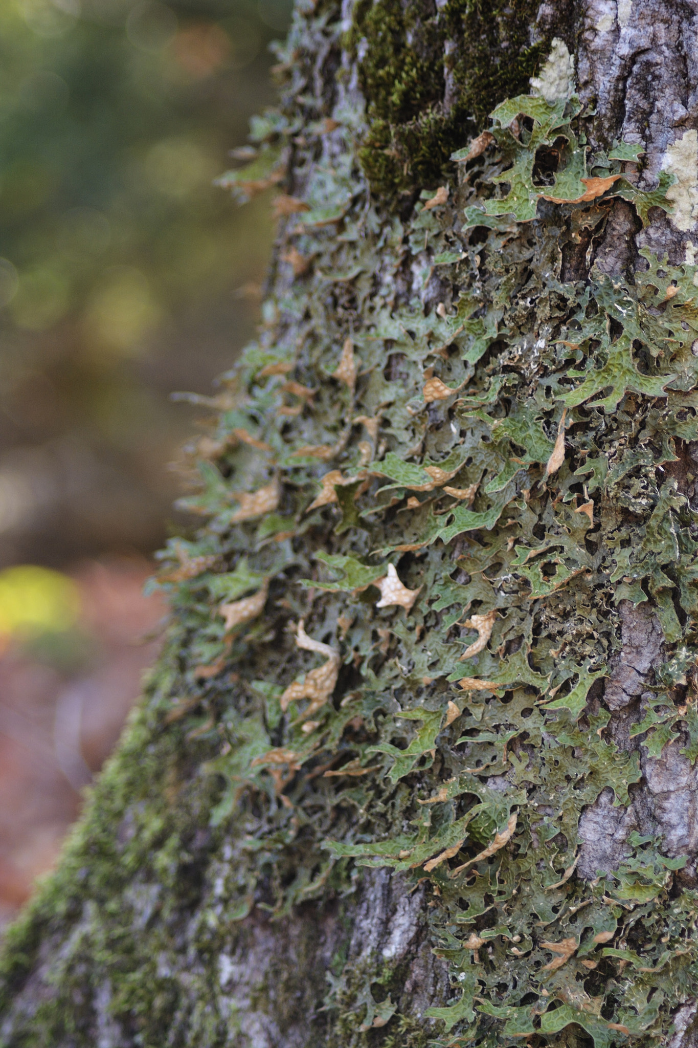 Nikon AF Nikkor 70-300mm F4-5.6G sample photo. Lichens photography