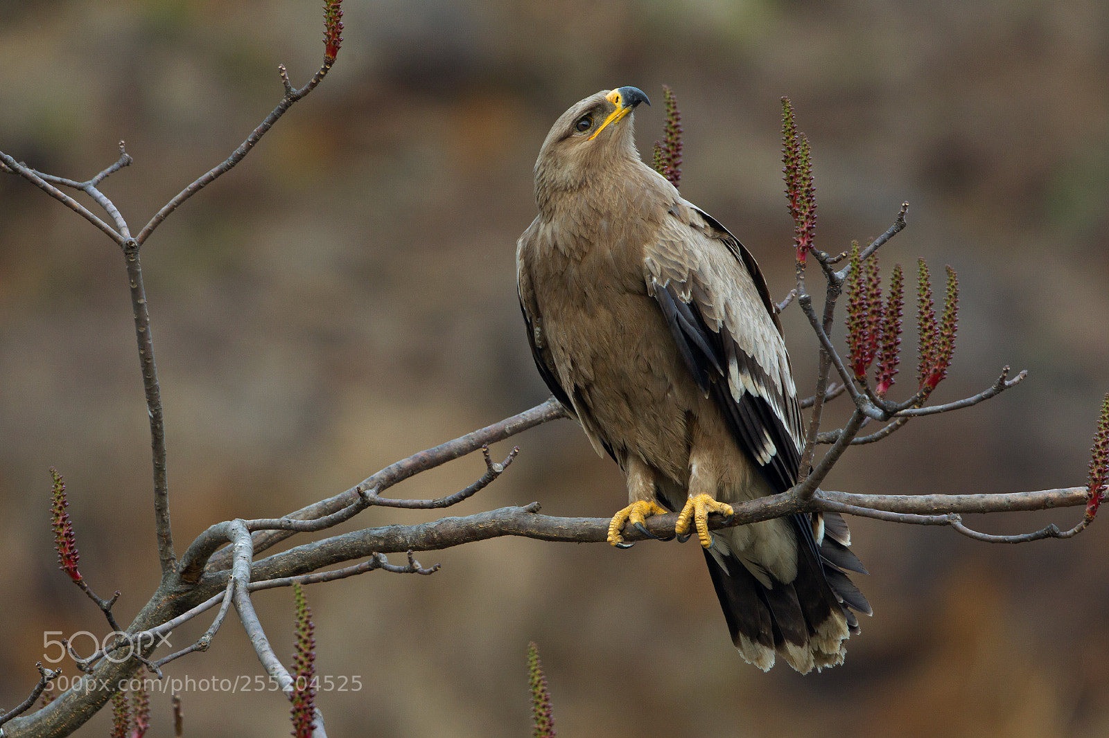 Canon EOS-1D Mark IV sample photo. The mighty steppe photography