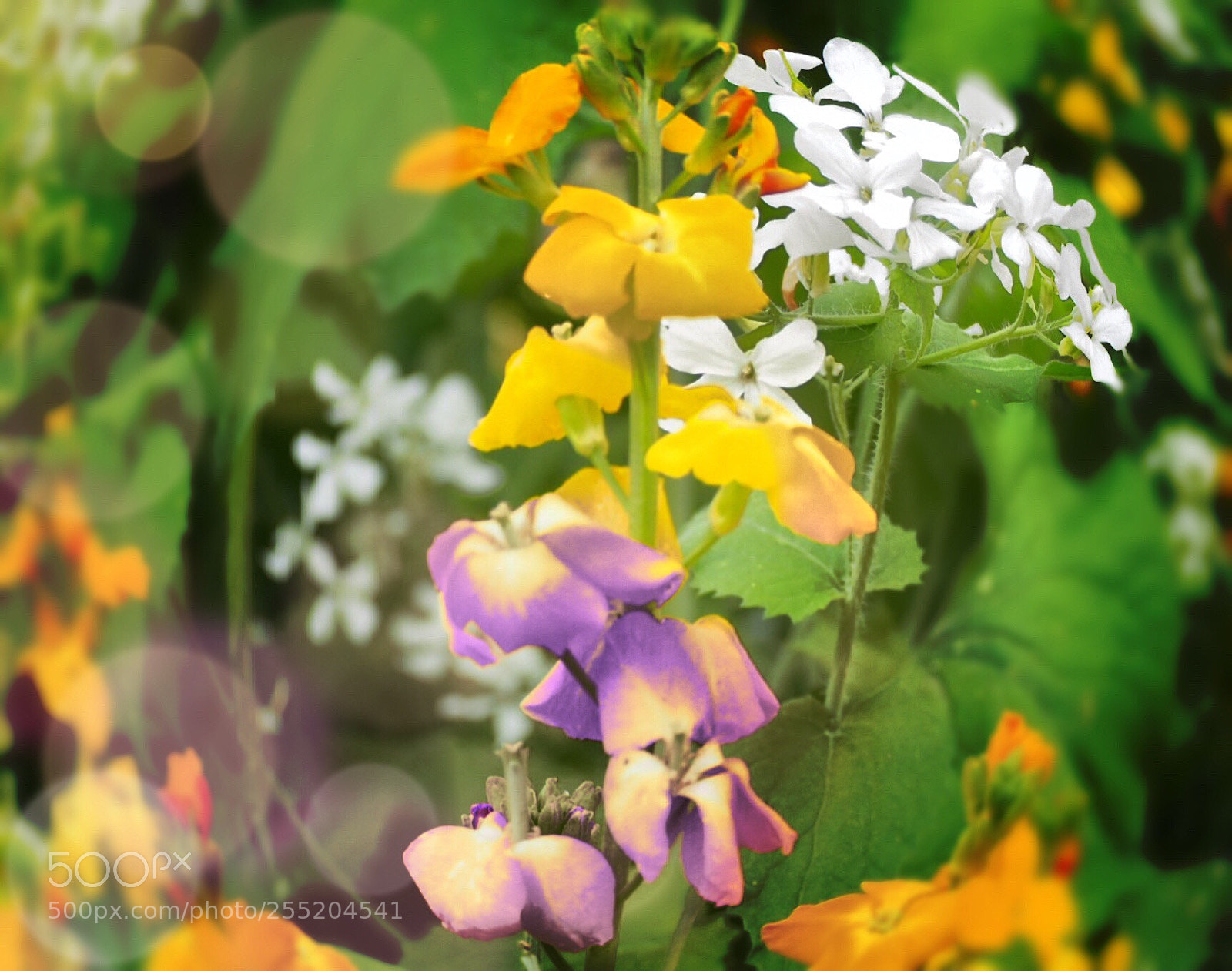 Olympus OM-D E-M10 II sample photo. Colorful photography