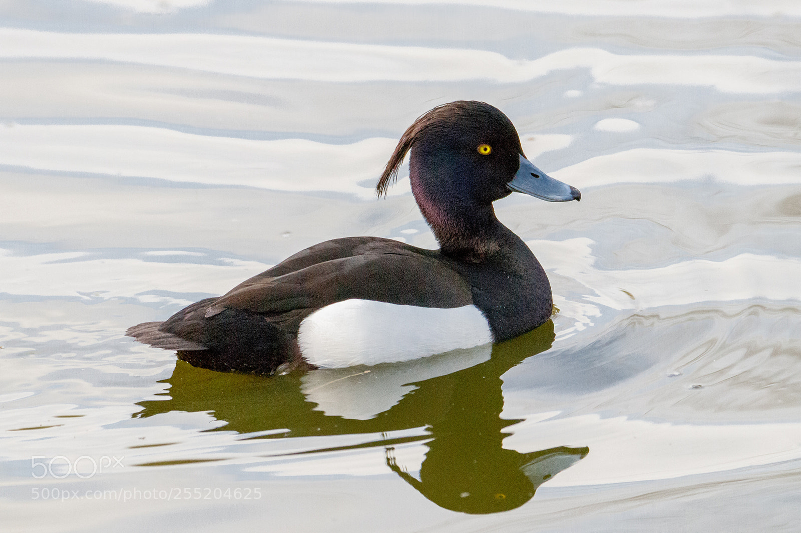 Canon EOS 80D sample photo. Tufted duck photography