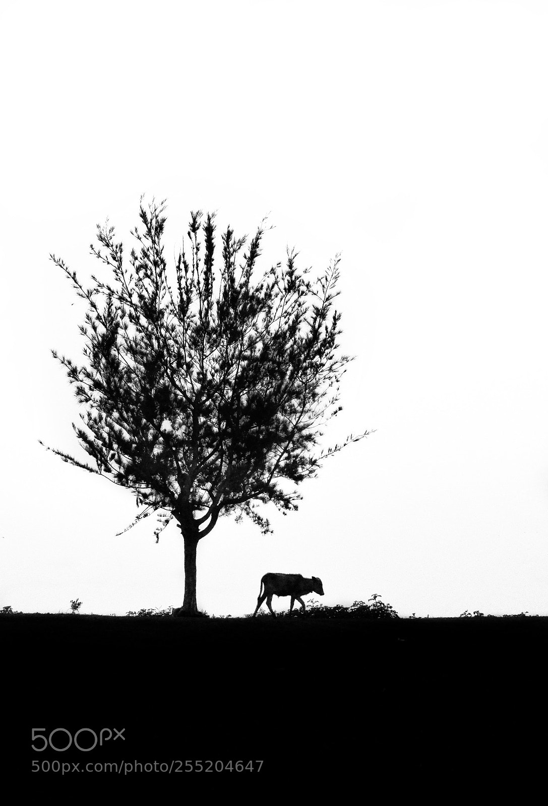 Canon PowerShot SX170 IS sample photo. Solitude photography