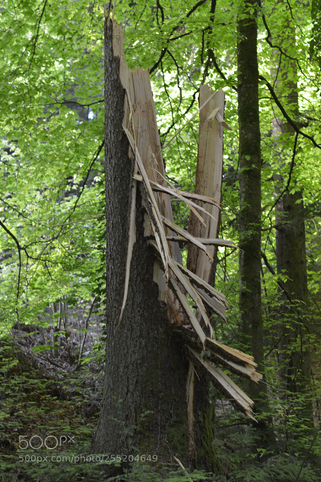 Nikon D800 sample photo. Sculpture en nature photography
