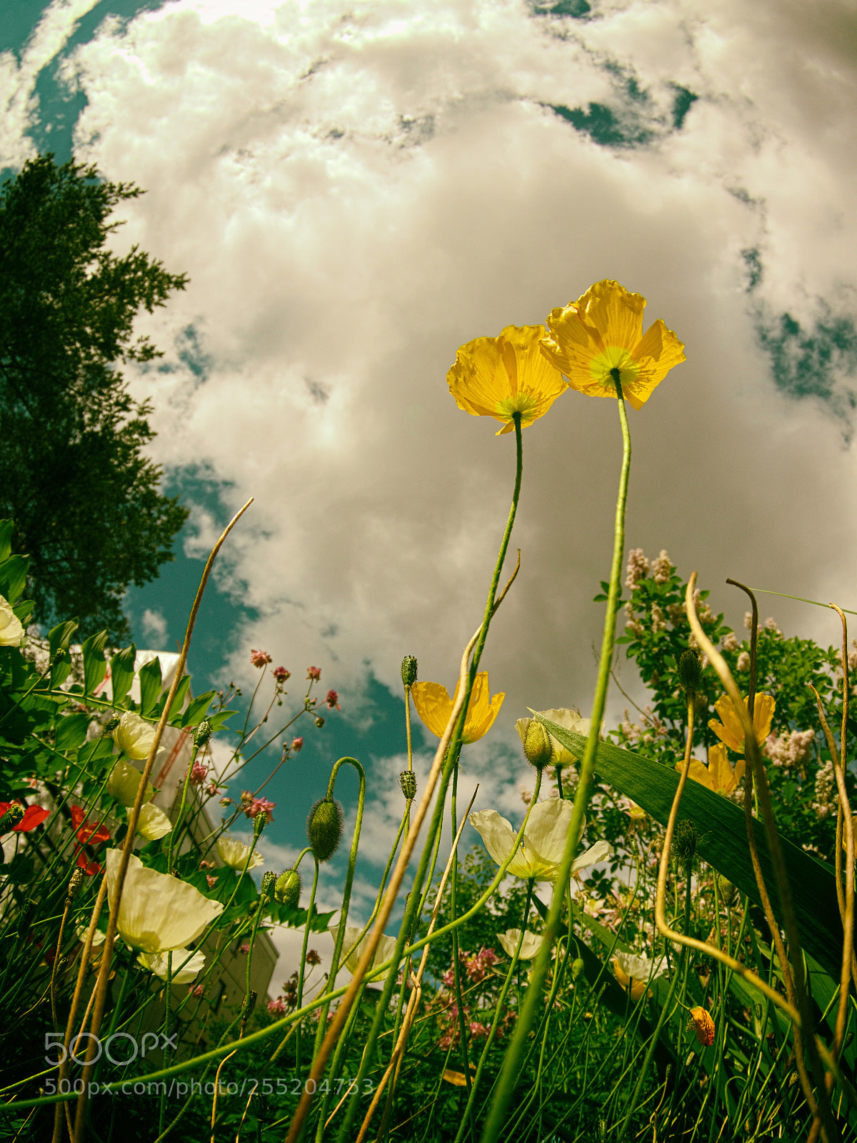 Pentax K-3 sample photo. Tall photography