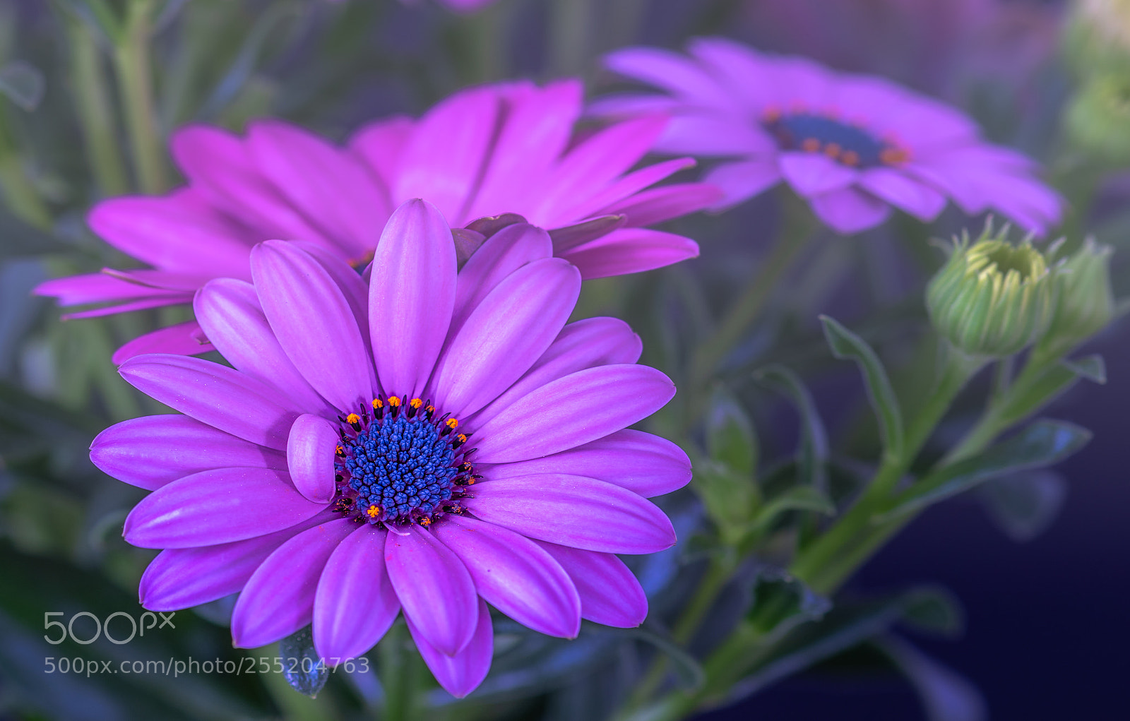 Nikon D810 sample photo. Cape daisy photography