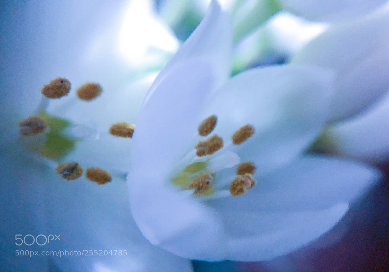 Apple iPhone X sample photo. Flower photography