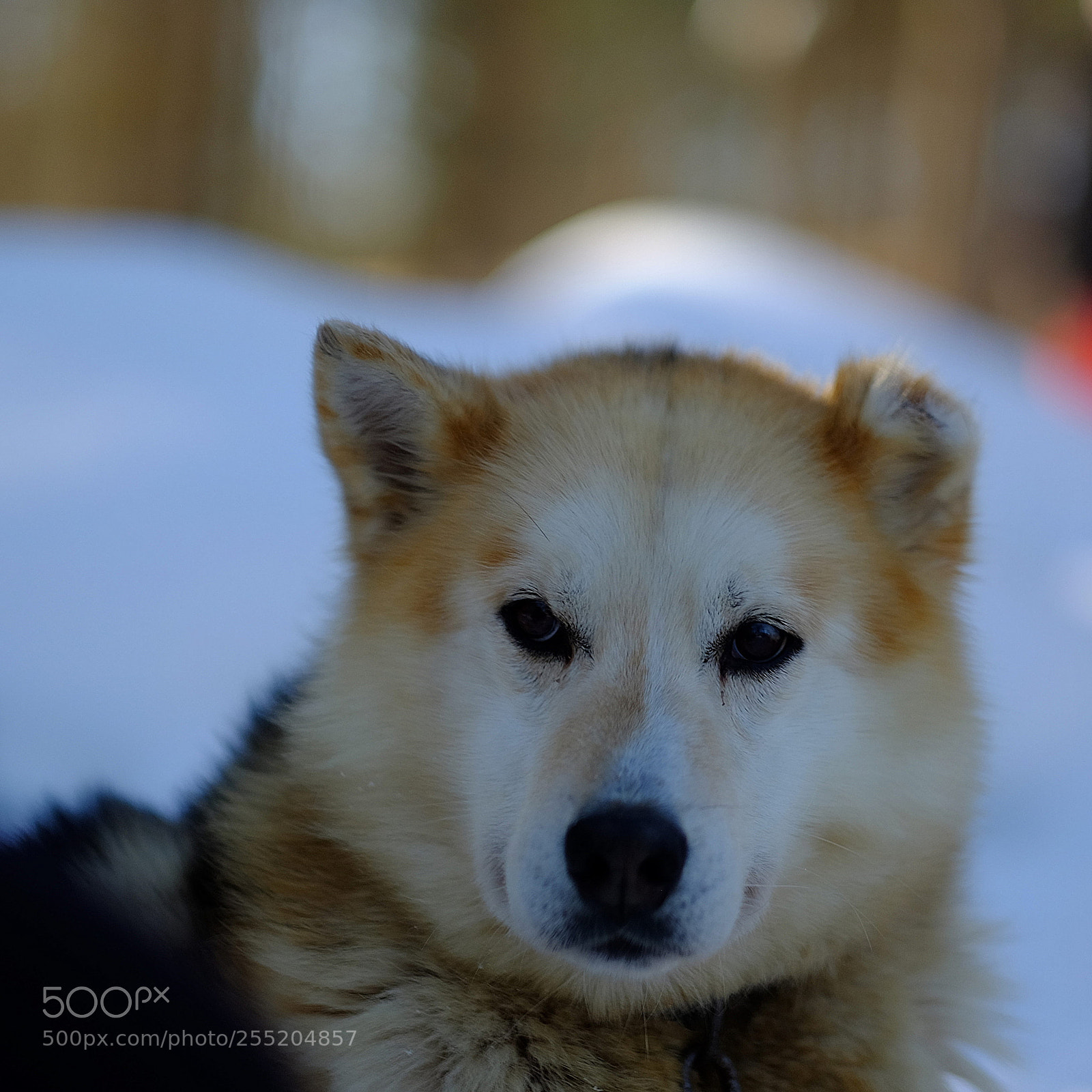 Fujifilm X-T1 sample photo. Chien de traîneau photography