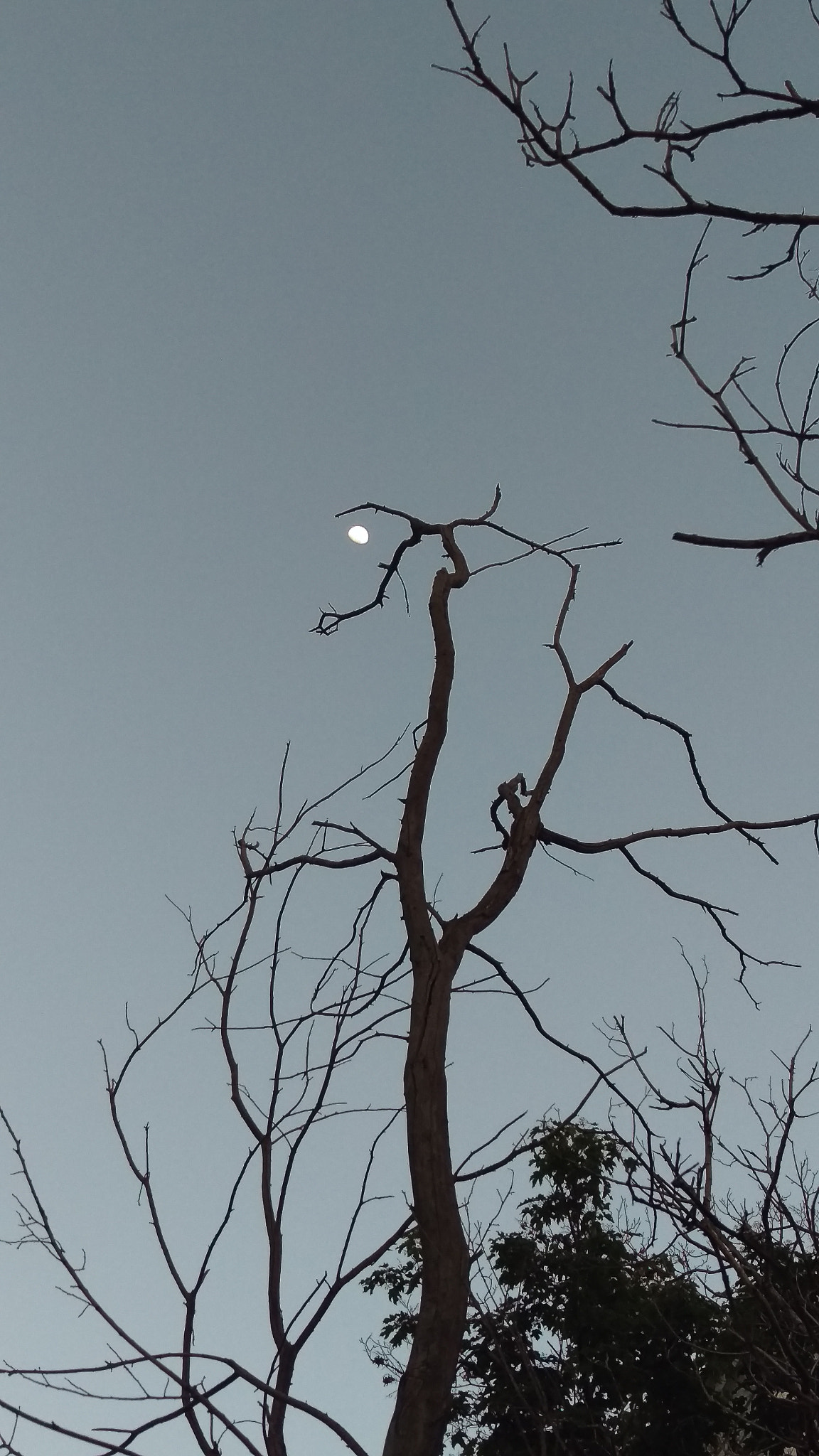 HTC ONE M9 sample photo. Moon catcher photography