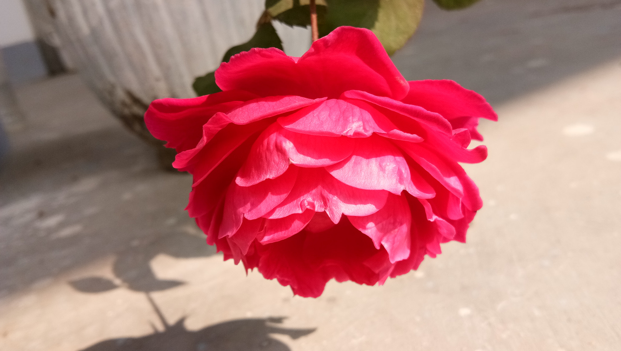 vivo 1601 sample photo. Beauty of rose photography