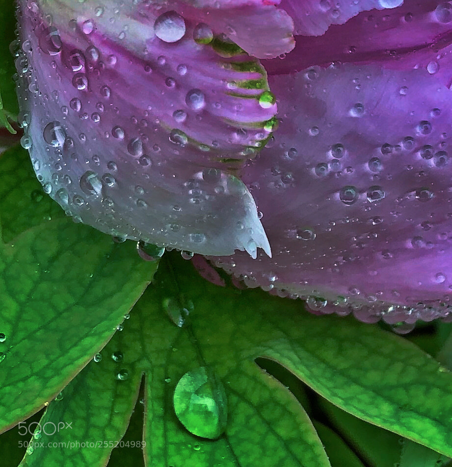 Apple iPhone X sample photo. Flower photography