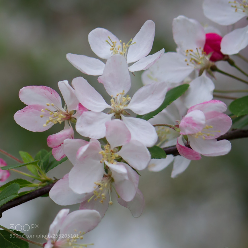 Canon EOS 7D sample photo. Blossom photography