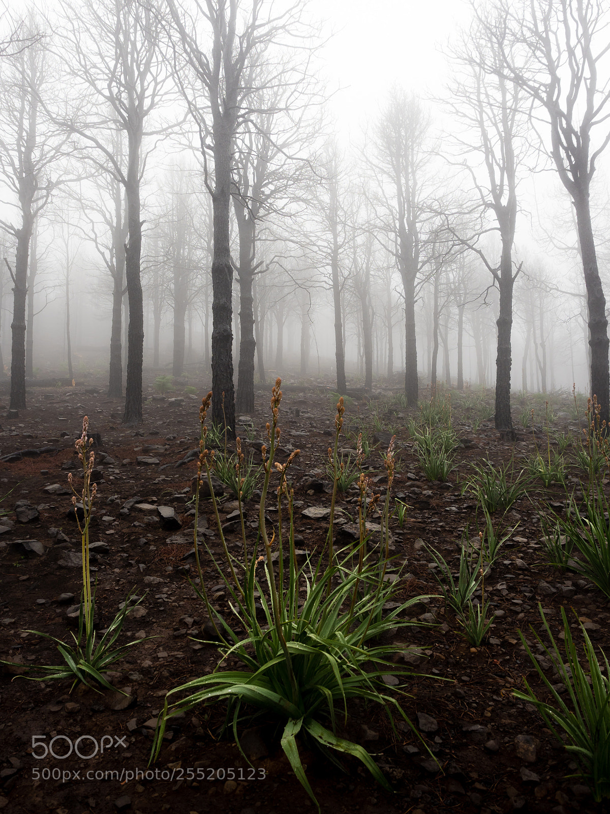 Olympus OM-D E-M1 Mark II sample photo. Fog photography