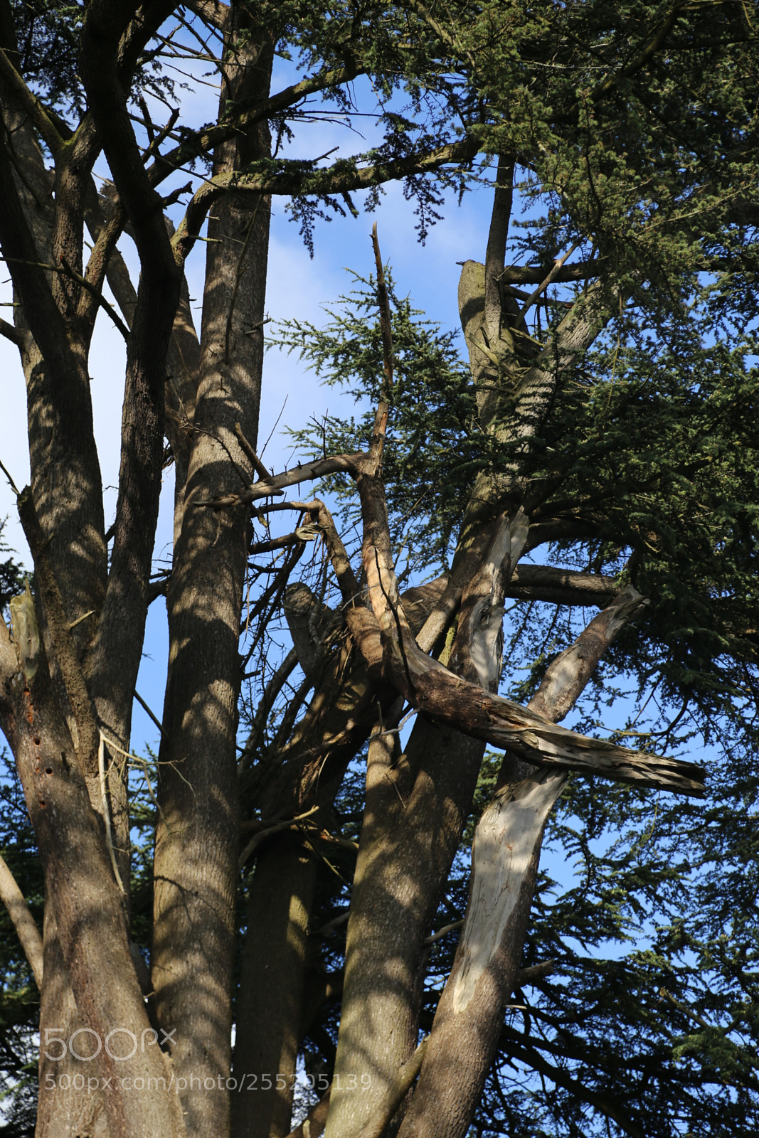 Canon EOS 6D + Canon EF 24-105mm F4L IS USM sample photo. Woburn deer park, bedfordshire photography