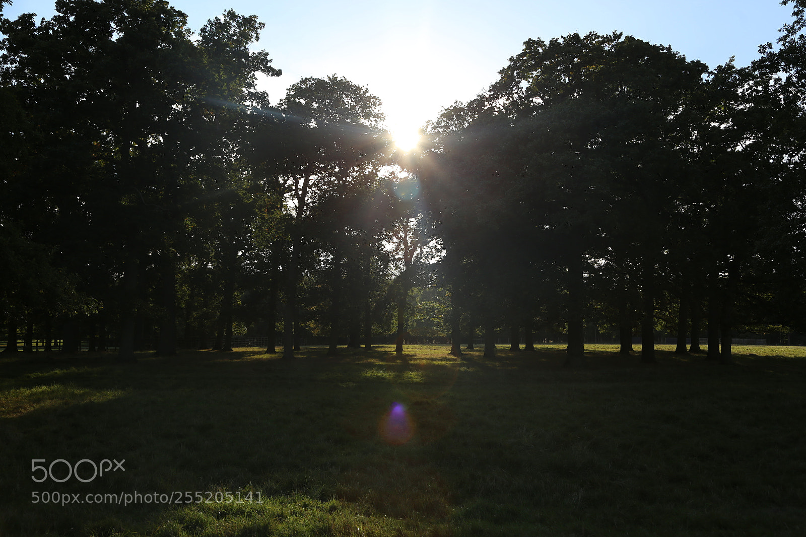 Canon EOS 6D + Canon EF 24-105mm F4L IS USM sample photo. Woburn deer park, bedfordshire photography