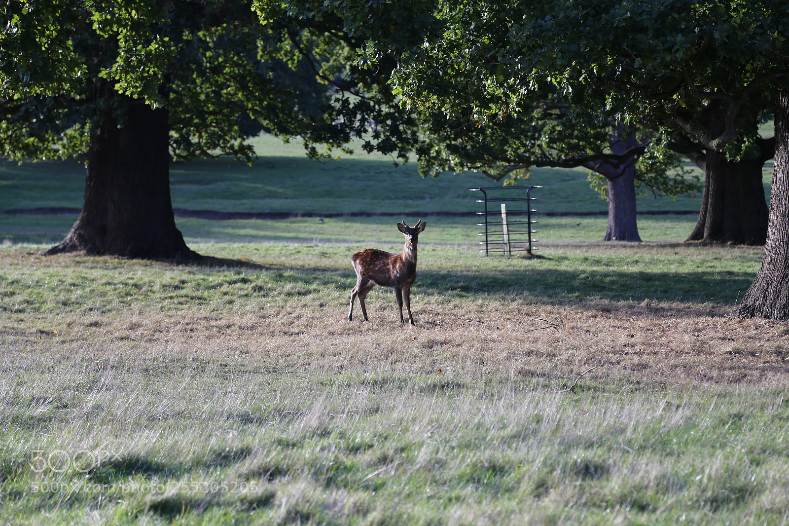 Canon EOS 6D + Canon EF 24-105mm F4L IS USM sample photo. Woburn deer park, bedfordshire photography