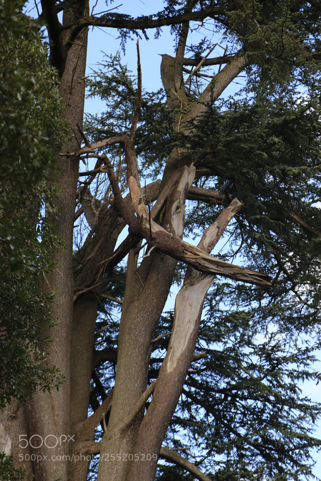 Canon EOS 6D + Canon EF 24-105mm F4L IS USM sample photo. Woburn deer park, bedfordshire photography
