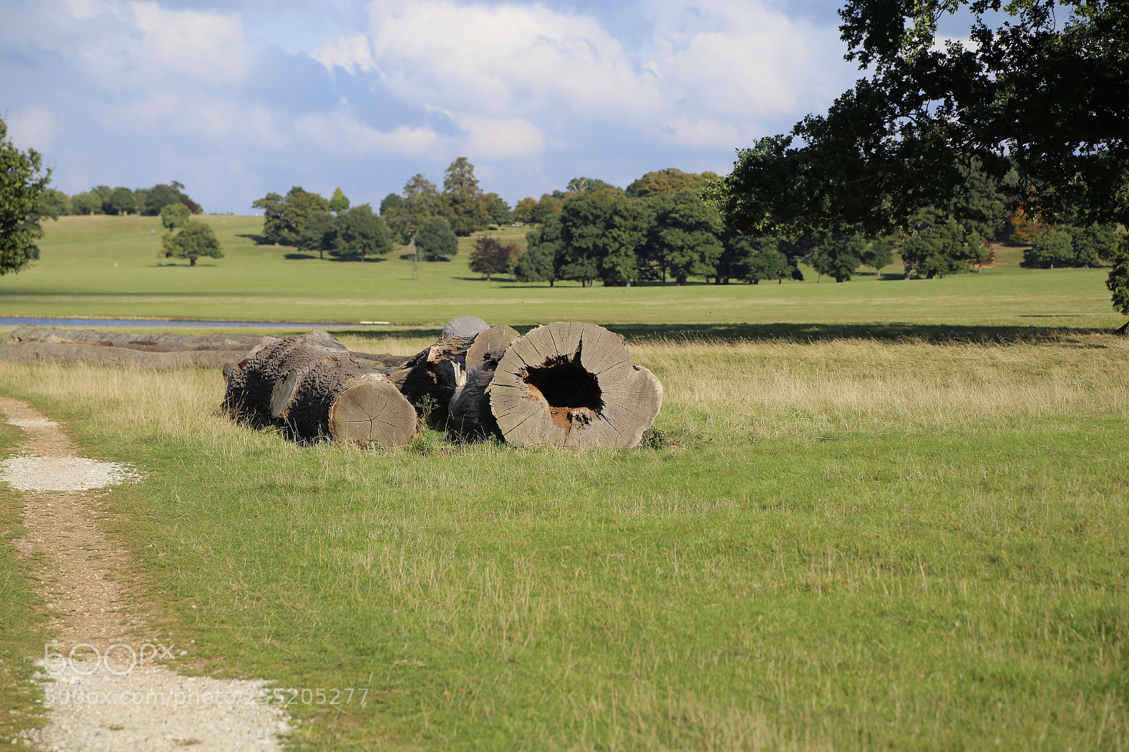 Canon EOS 6D + Canon EF 24-105mm F4L IS USM sample photo. Woburn deer park, bedfordshire photography