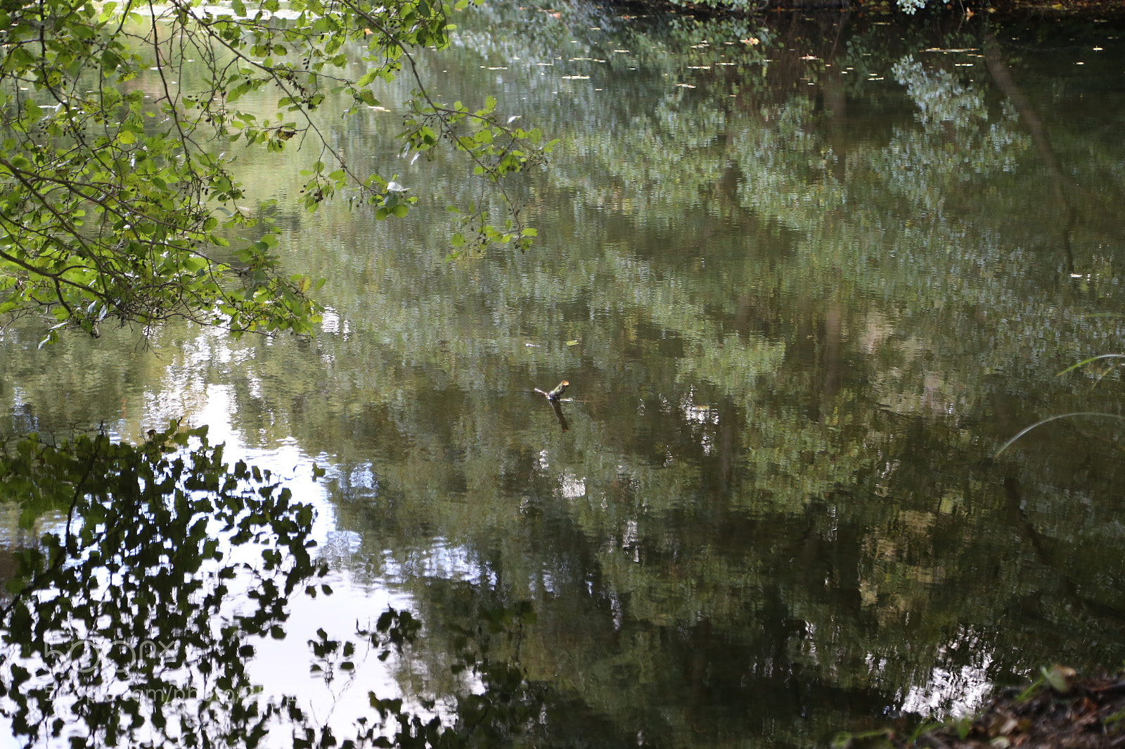 Canon EOS 6D + Canon EF 24-105mm F4L IS USM sample photo. Woburn deer park, bedfordshire photography