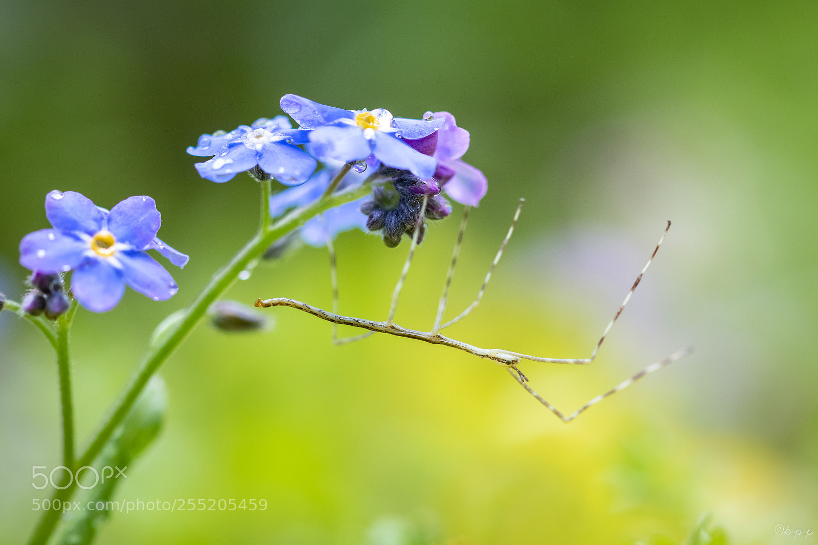 Canon EOS 80D sample photo. Phasmids photography