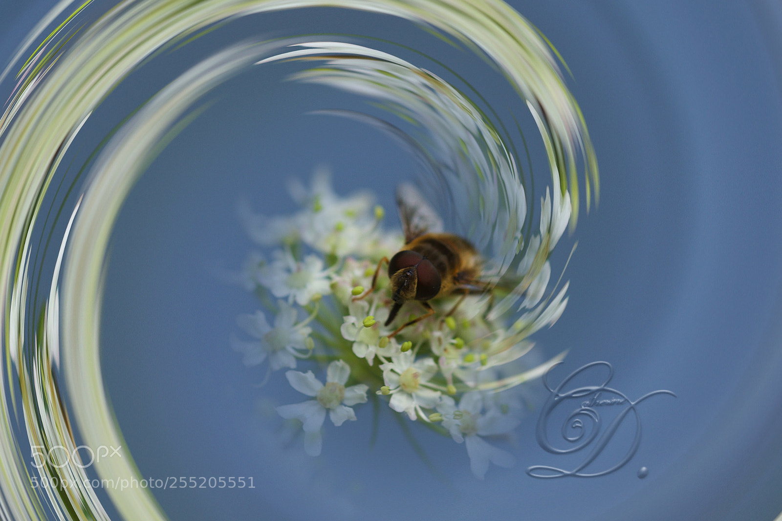 Canon EOS 60D sample photo. Abeille sur fleur en photography