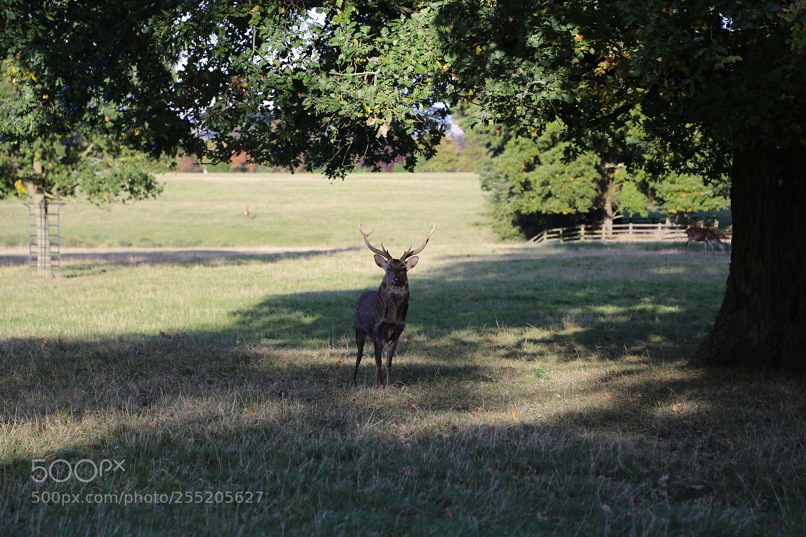 Canon EOS 6D + Canon EF 24-105mm F4L IS USM sample photo. Woburn deer park, bedfordshire photography