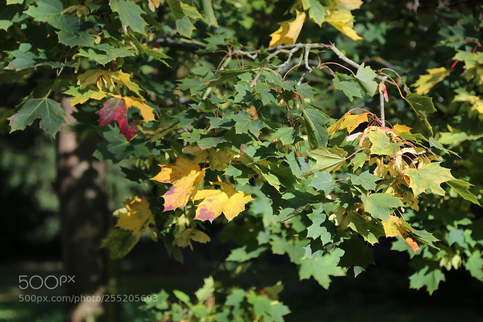 Canon EOS 6D + Canon EF 24-105mm F4L IS USM sample photo. Woburn deer park, bedfordshire photography