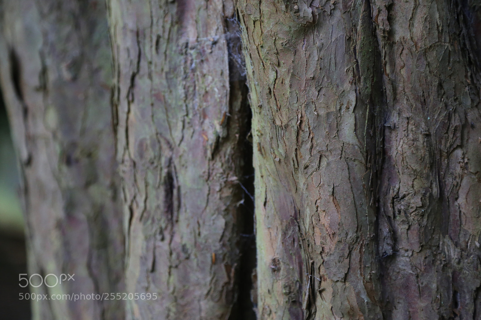 Canon EOS 6D + Canon EF 24-105mm F4L IS USM sample photo. Woburn deer park, bedfordshire photography