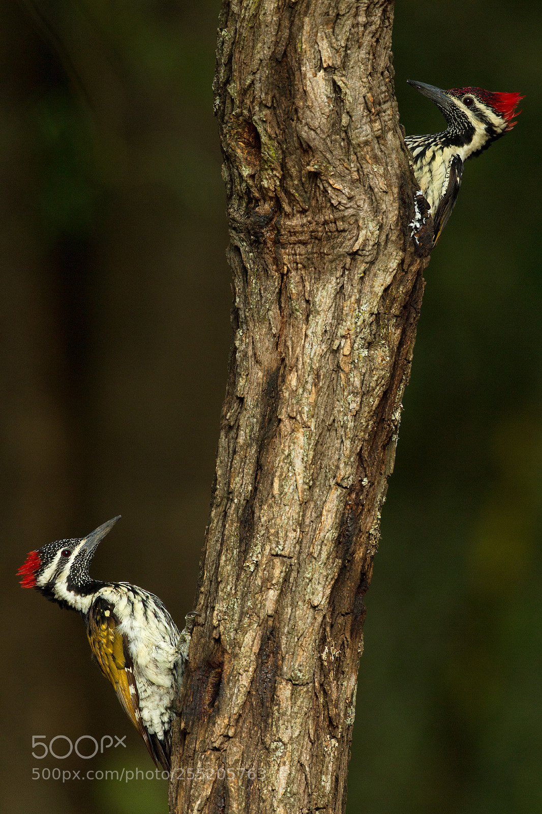 Canon EOS-1D Mark IV sample photo. Two woodies photography