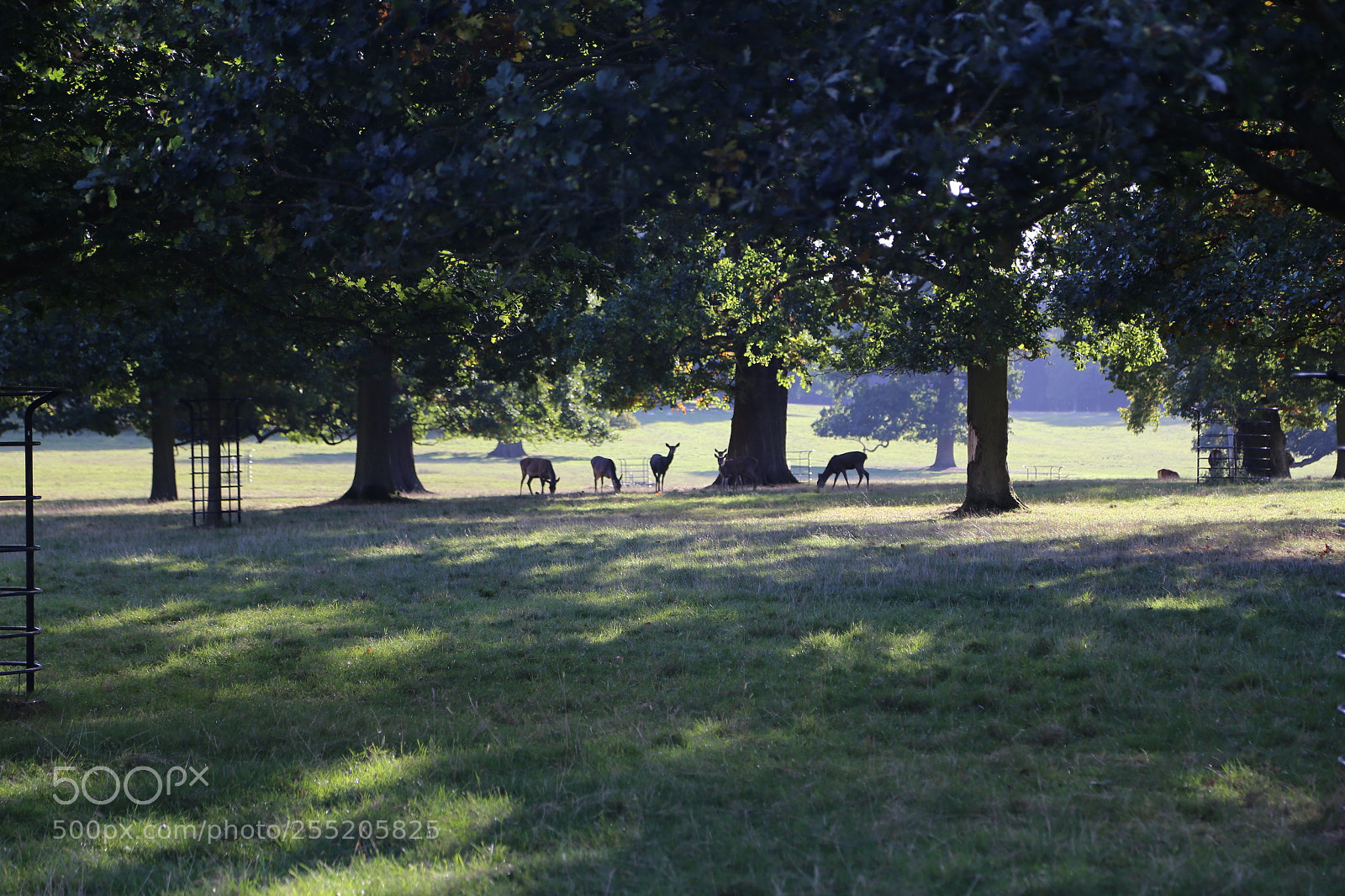 Canon EOS 6D + Canon EF 24-105mm F4L IS USM sample photo. Woburn deer park, bedfordshire photography