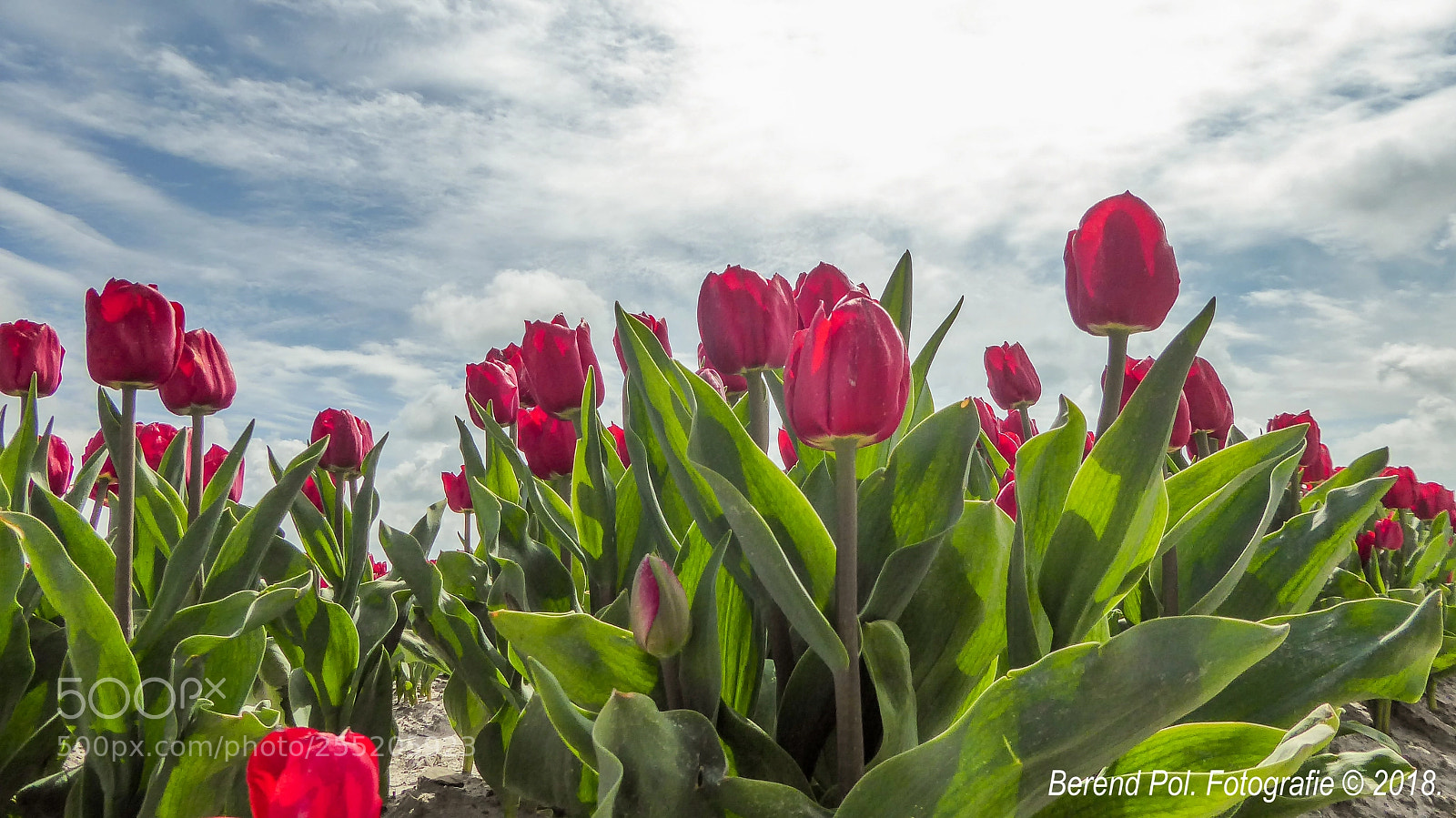 Panasonic Lumix DMC-ZS50 (Lumix DMC-TZ70) sample photo. Tulpen photography