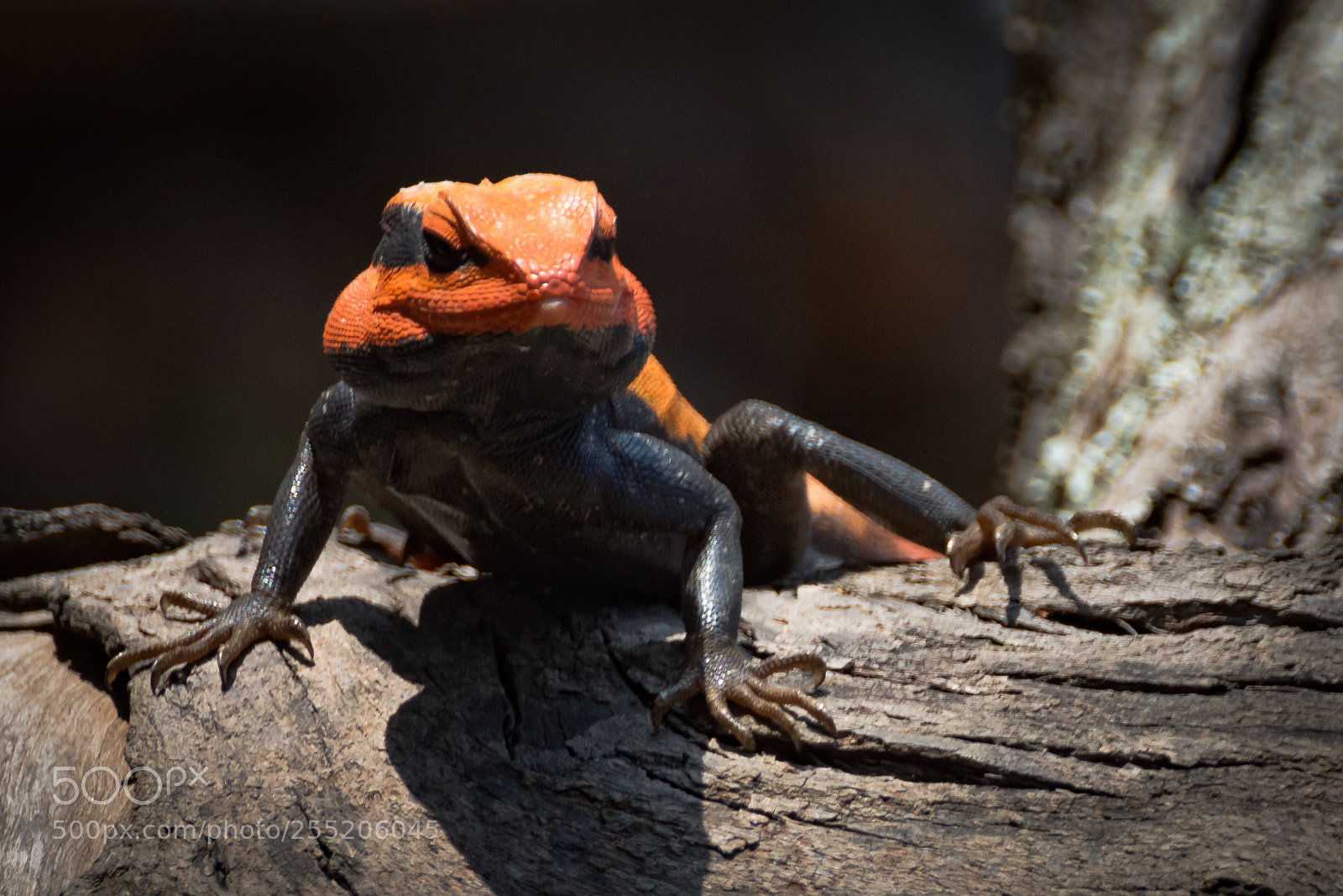 Nikon D7200 sample photo. Peninsular rock agama photography