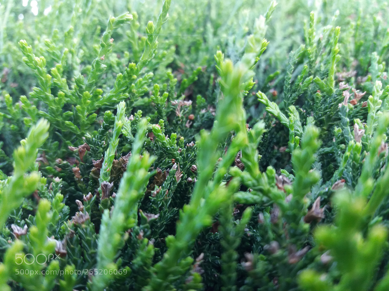 Samsung Galaxy J5(2016) sample photo. Green nature photography