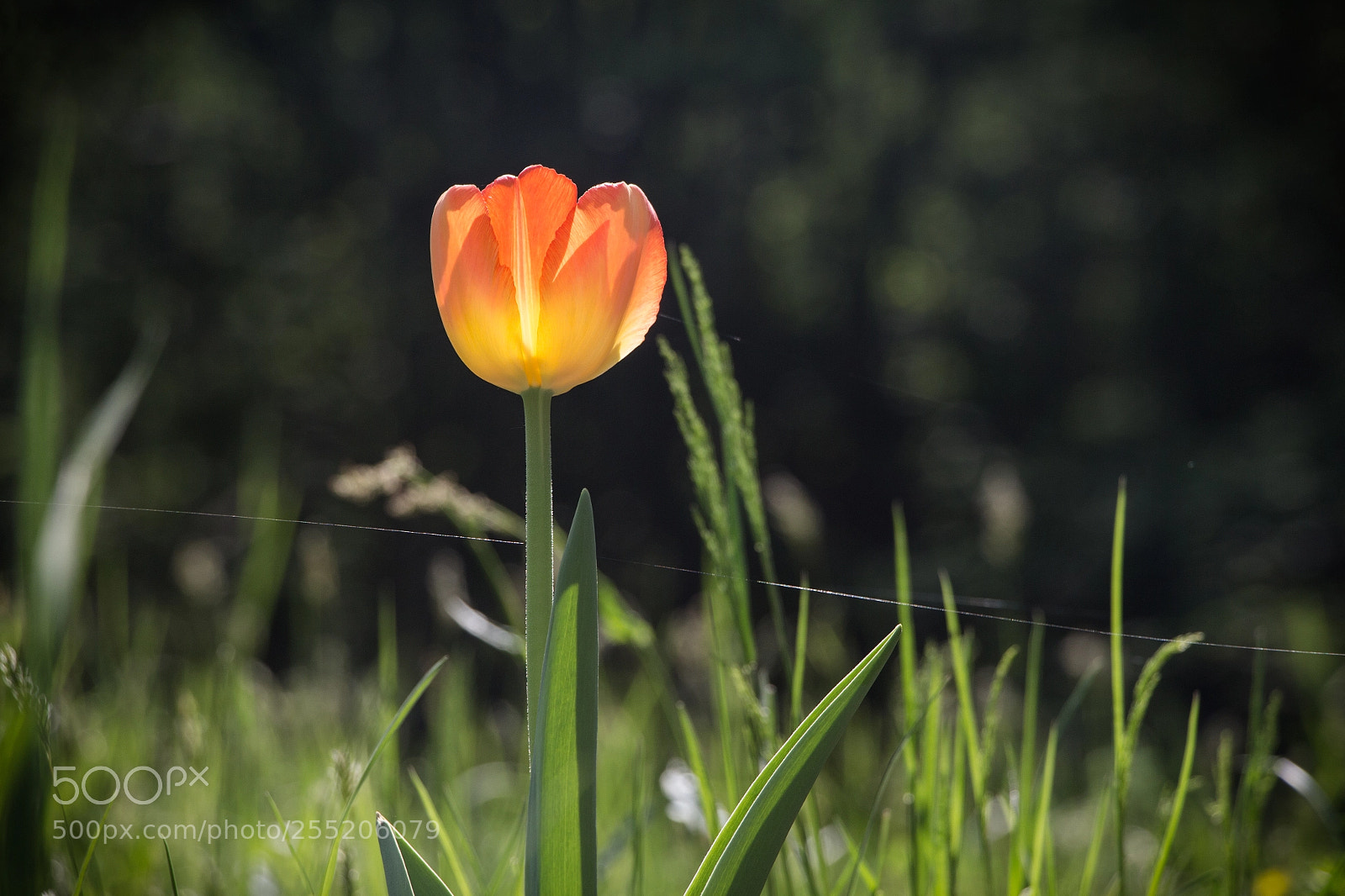 Canon EOS 700D (EOS Rebel T5i / EOS Kiss X7i) sample photo. The tulip photography
