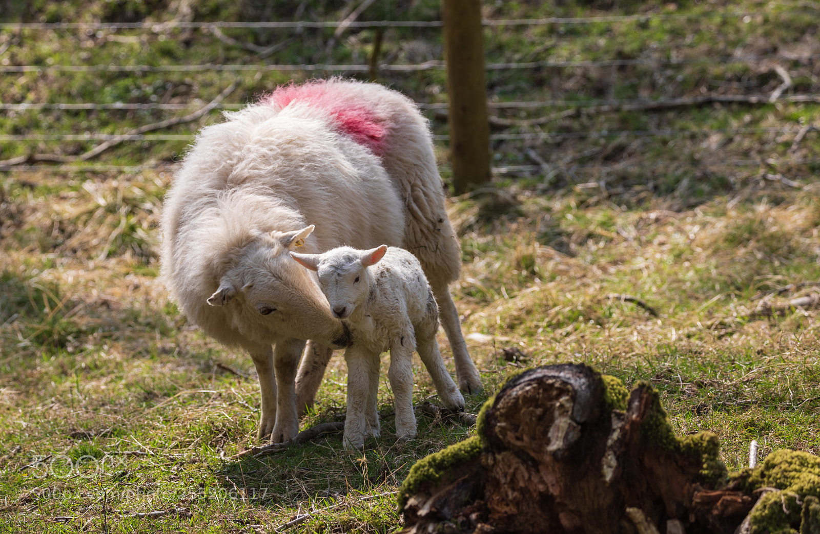 Canon EOS 5D Mark IV sample photo. Mother and lamb reunited photography