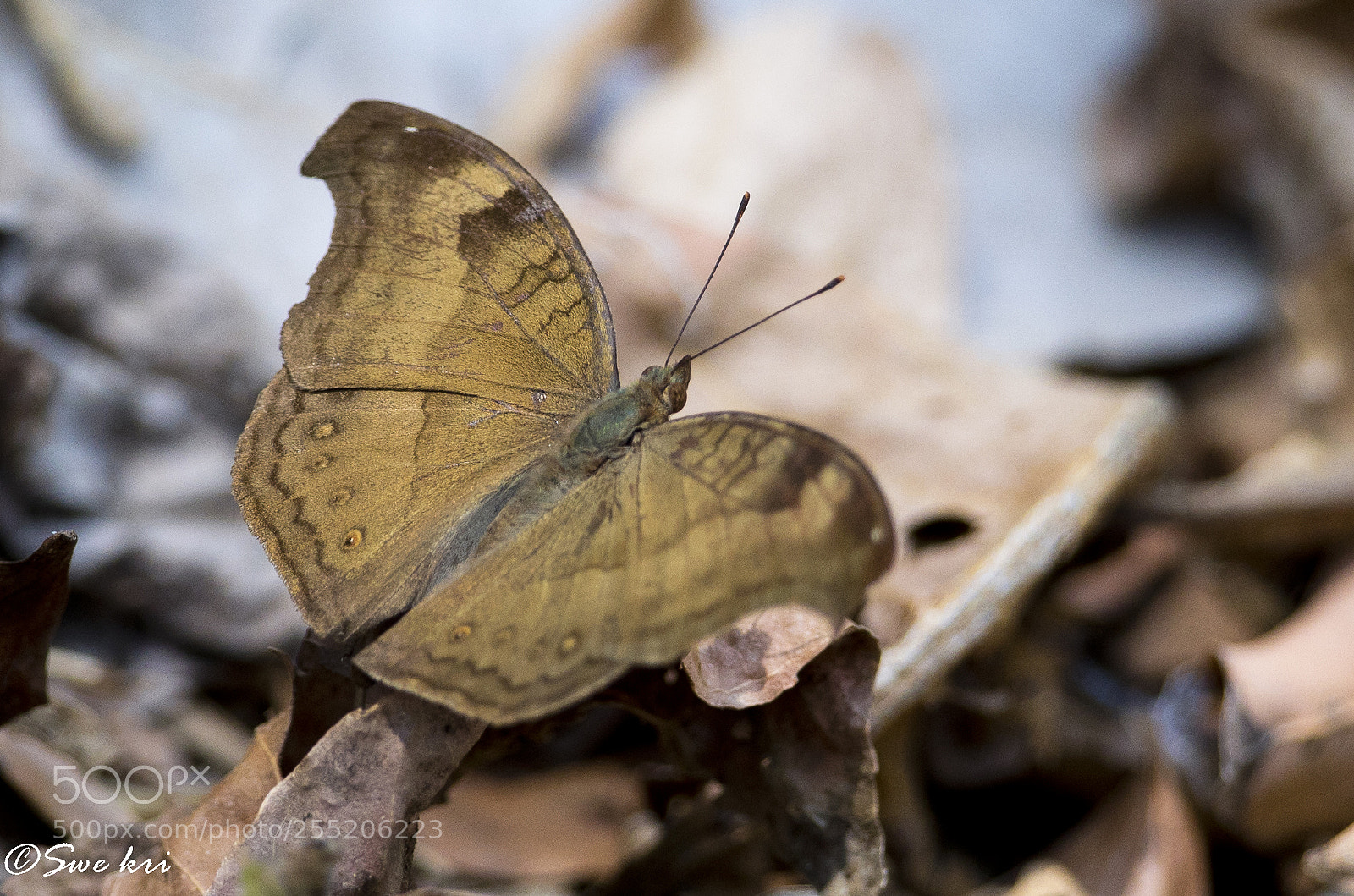 Canon EOS 5D Mark IV sample photo. Junonia iphita chocolate pansy photography