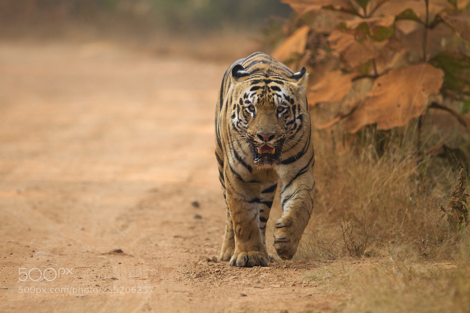 Canon EOS 7D sample photo. Walking the talk photography