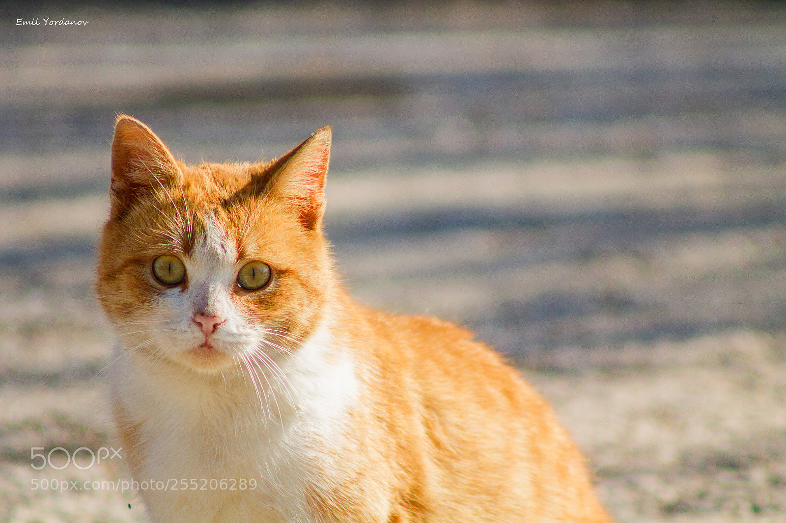 Canon EOS 1100D (EOS Rebel T3 / EOS Kiss X50) sample photo. Kitten photography