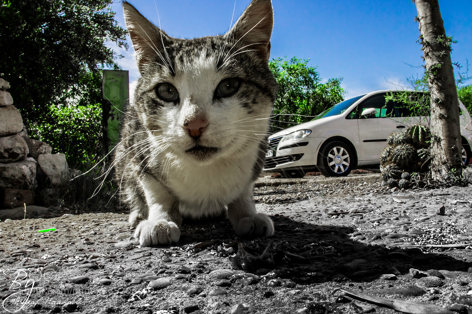 Canon EOS 7D Mark II sample photo. Cat photography